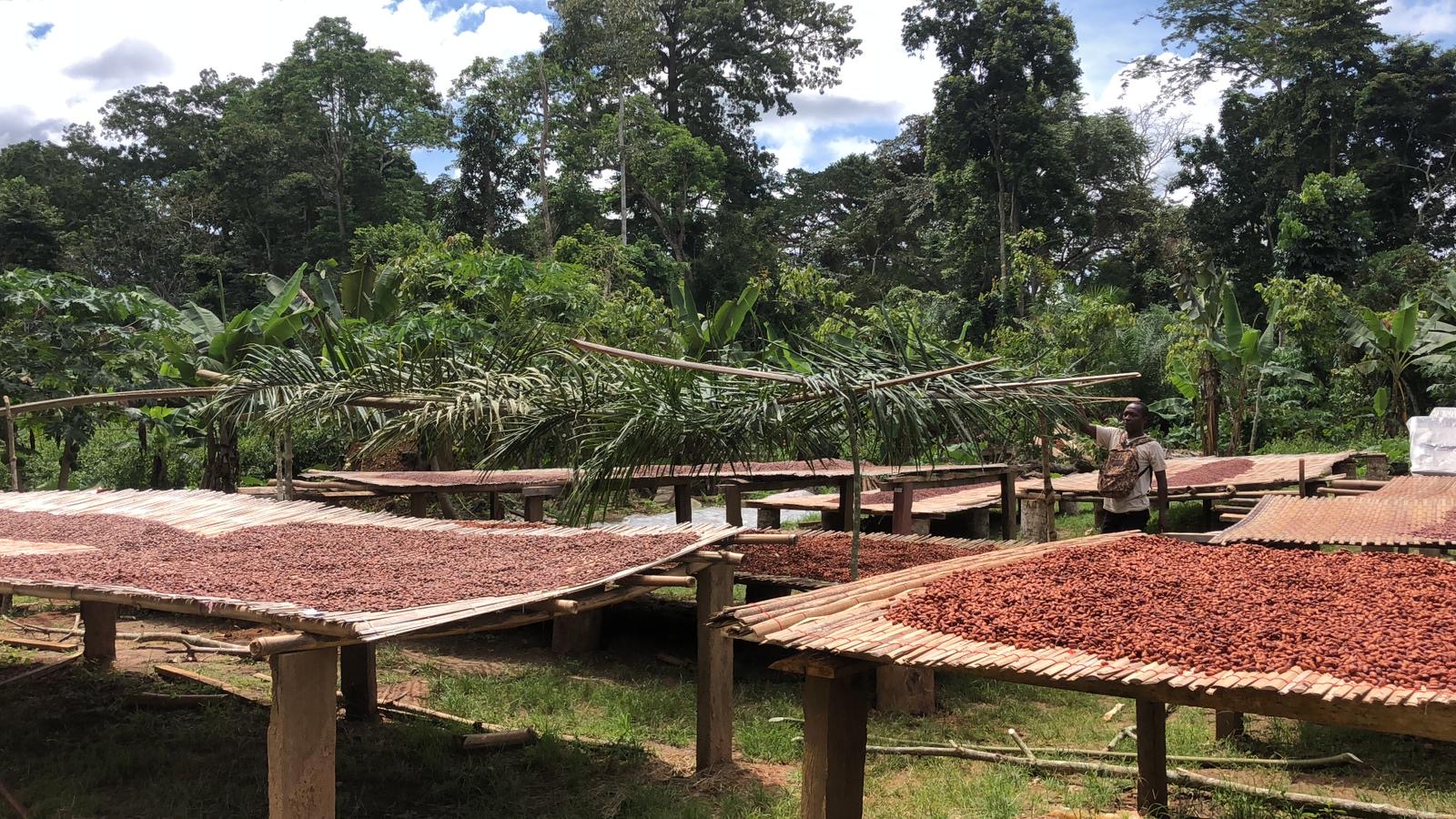 Plantation de cacao TOKCHAM au Cameroun - Commerce équitable et agriculture biologique