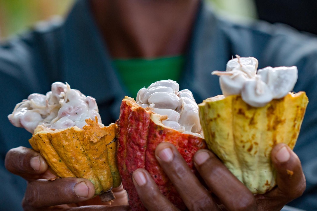 Actualités TOKCHAM - Nouvelles de la plantation de cacao au Cameroun