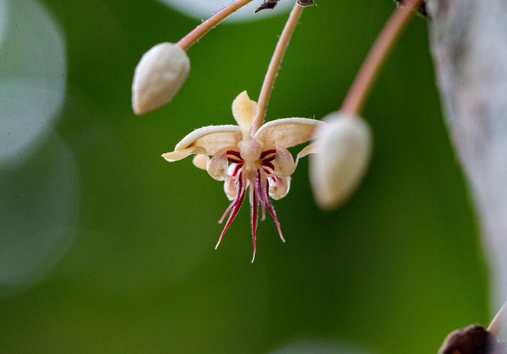 Eric de Tocqueville et l'équipe TOKCHAM sur la plantation de cacao au Cameroun