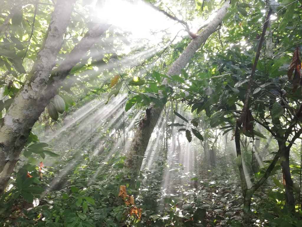 Cacaoyers de la plantation TOKCHAM - Parrainage et soutien aux planteurs camerounais