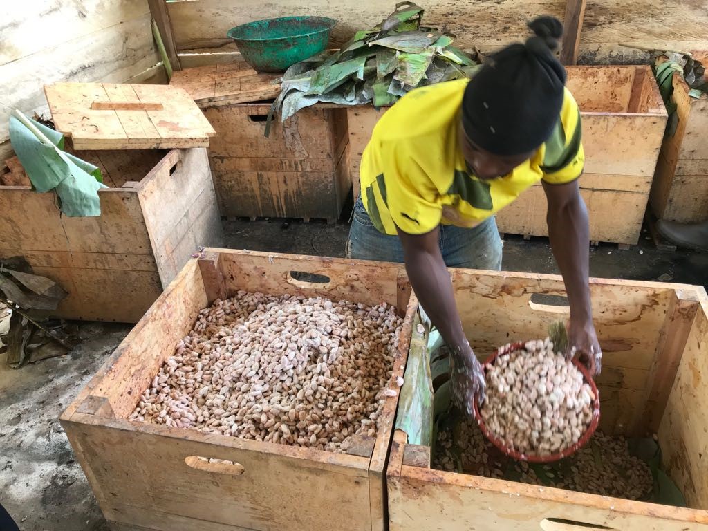 Processus de fermentation traditionnel TOKCHAM - Techniques ancestrales du cacao camerounais