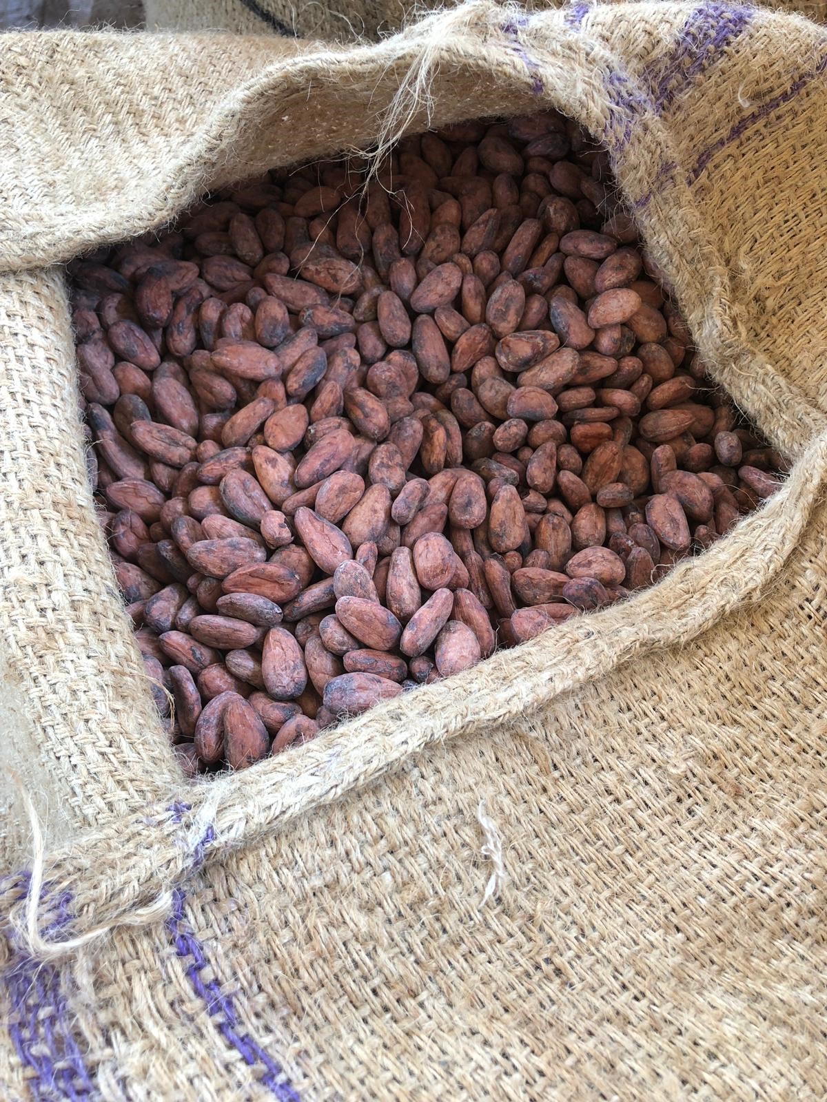 Fèves de cacao TOKCHAM séchées - Qualité supérieure du Cameroun