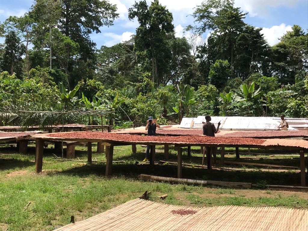 Séchage des fèves de cacao TOKCHAM au soleil - Méthode traditionnelle camerounaise