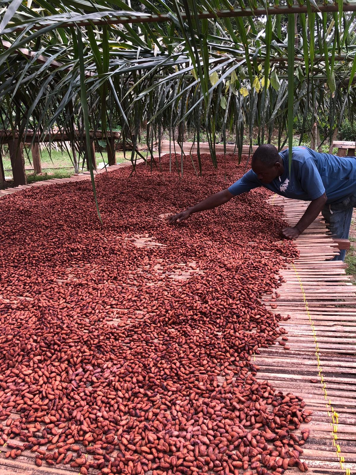 Séchage TOKCHAM étape 2 - Transformation artisanale du cacao camerounais