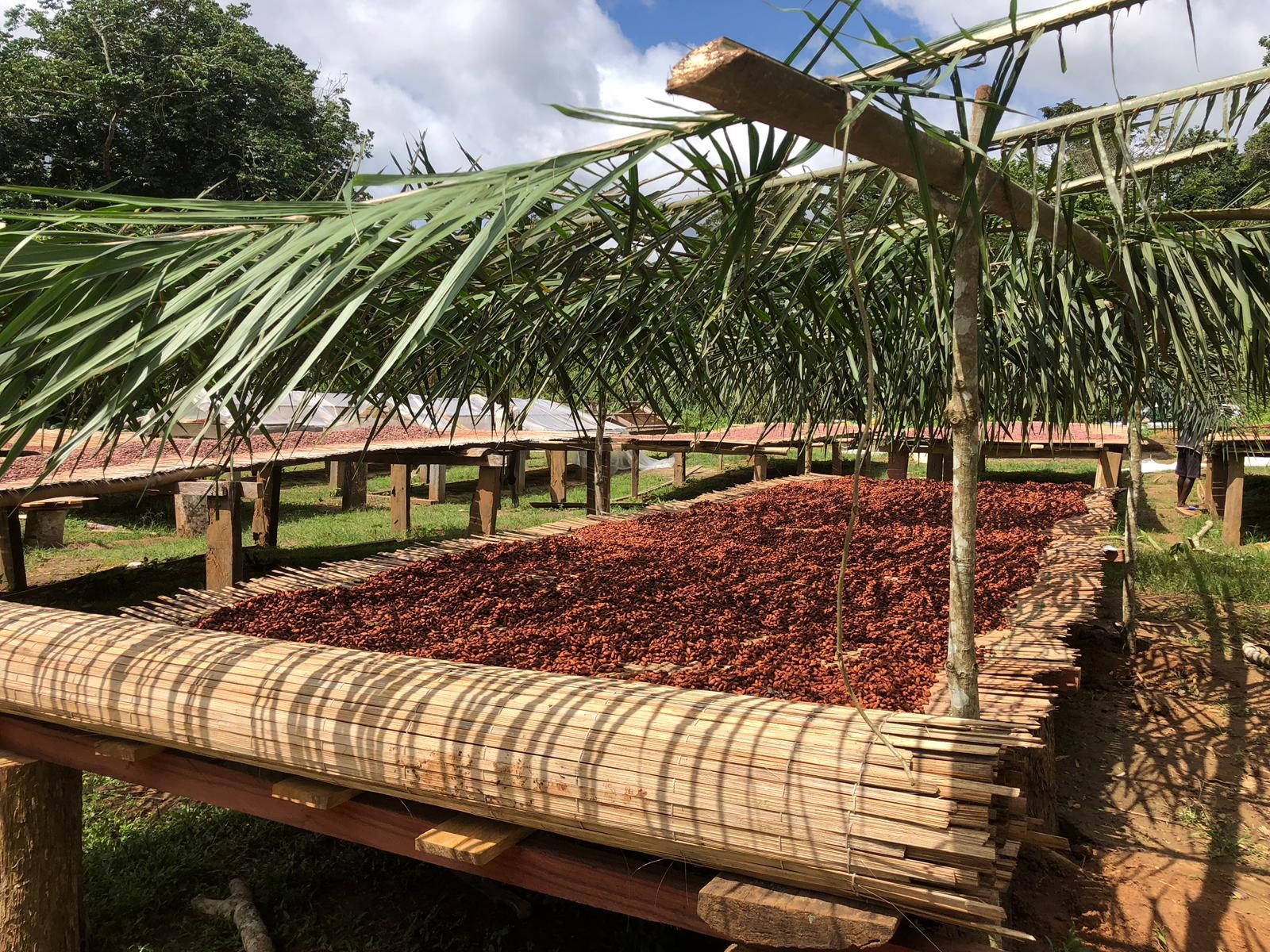 Séchage TOKCHAM sur Facebook - Actualités de la plantation camerounaise